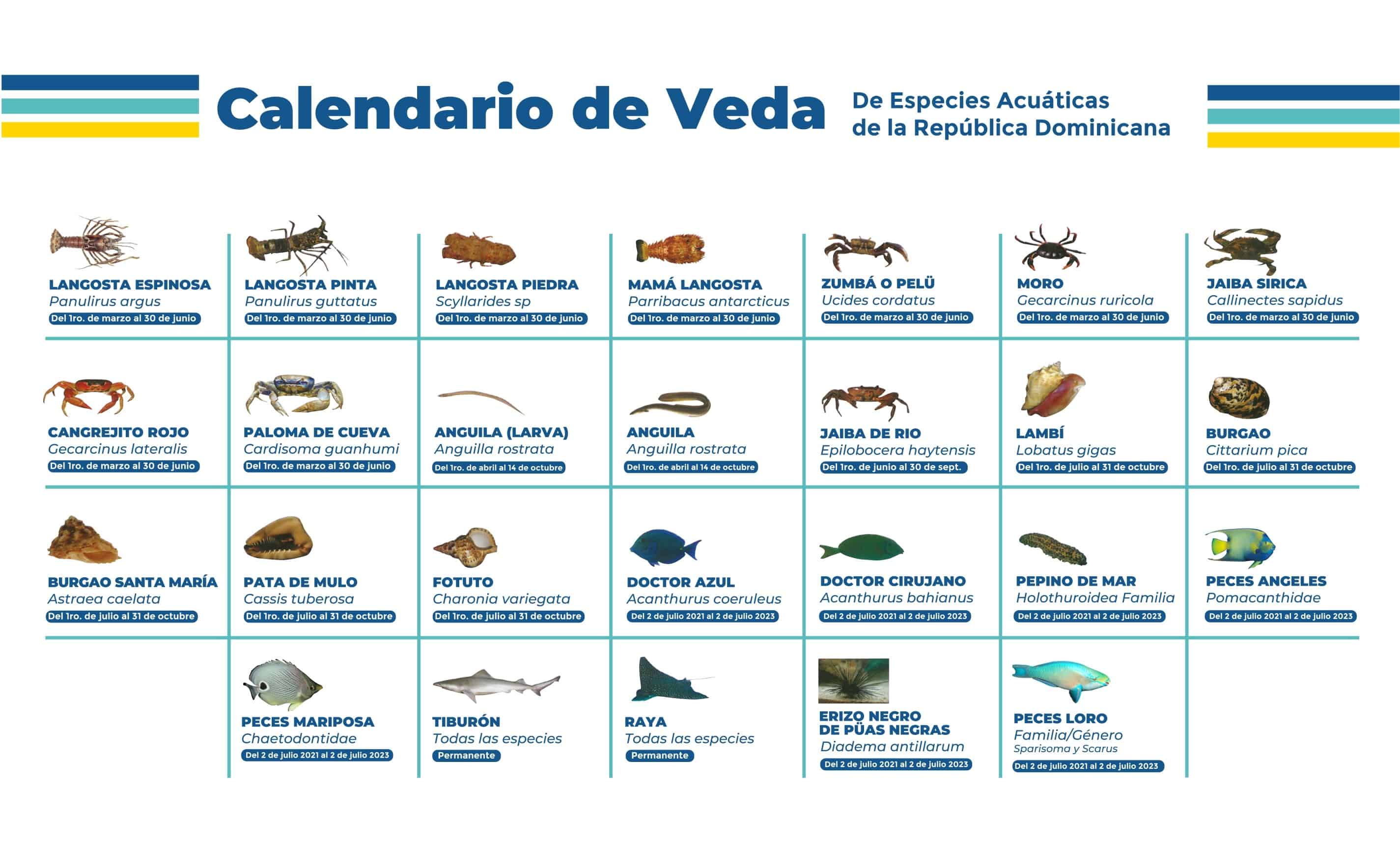 Lambí y otras especies entrarán en periodo de veda Diario Libre