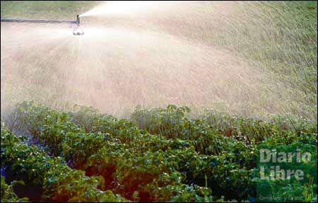 Los Pesticidas Matan A Mil Personas Al A O Diario Libre