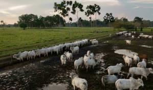 Comercios europeos prometen retirar alimentos con res brasileña por la deforestación