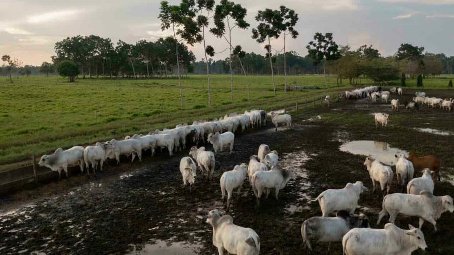 Comercios europeos prometen retirar alimentos con res brasileña por la deforestación Comercios europeos prometen retirar alimentos con res brasileña por la deforestación