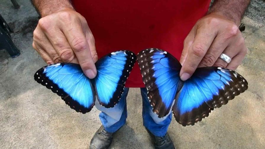 Mariposas de Costa Rica, primer exportador mundial, abren alas en Dubái, Europa y EEUU