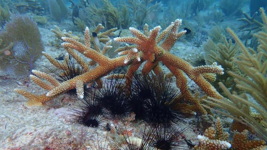 Los erizos de espinas largas salen al rescate de los corales de Florida