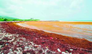 Presentan seminario sobre usos del sargazo en el país