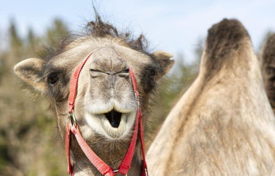 Saudíes alquilan por dos días un grupo de camellos por 5 millones de dólares