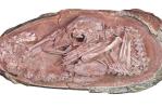 Encuentran embrión de dinosaurio que se preparaba para nacer