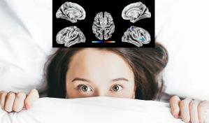 Investigadores hallan el &aacute;rea del cerebro que corresponde al cl&iacute;toris