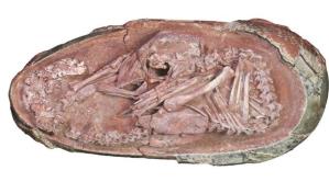 Huevo de dinosaurio hallado en China refuerza teoría de relación con las aves