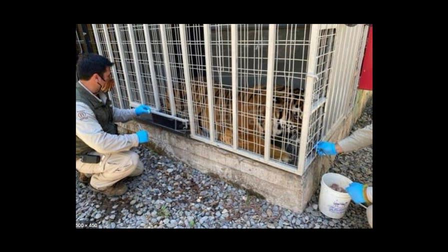 Chile, el primer país de Latinoamérica en vacunar a animales contra el COVID Chile, el primer país de Latinoamérica en vacunar a animales contra el COVID