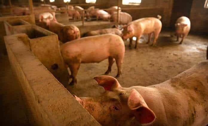 Protestan contra el maltrato animal frente a matadero de cerdos en Florida
