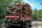 Medio Ambiente suspende temporalmente permisos de transporte de madera y productos mineros