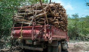 Medio Ambiente suspende temporalmente permisos de transporte de madera y productos mineros