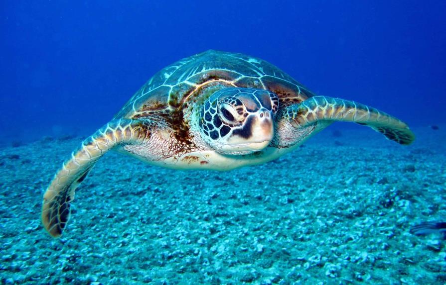 Las tortugas marinas regresan a las playas de Tailandia gracias a la pandemia