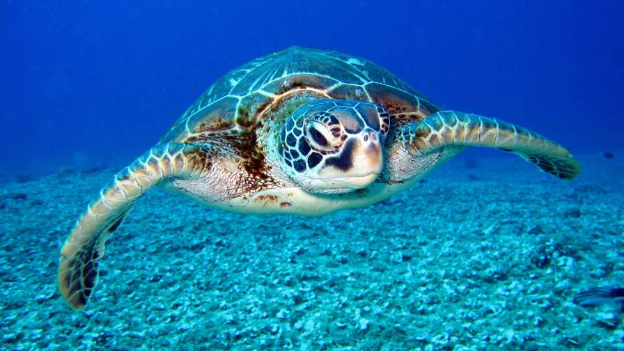 Las tortugas marinas regresan a las playas de Tailandia gracias a la pandemia Las tortugas marinas regresan a las playas de Tailandia gracias a la pandemia