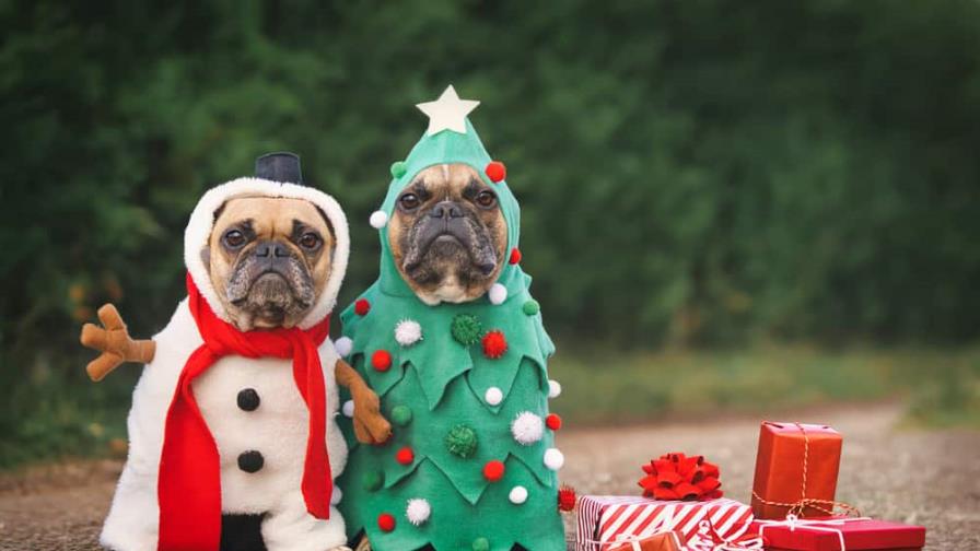 Navidad: no debes darle estas comidas a tu perro Navidad: no debes darle estas comidas a tu perro