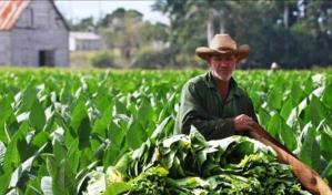 Cuba reduce un 10 % la siembra de tabaco en esta campaña por falta de insumos