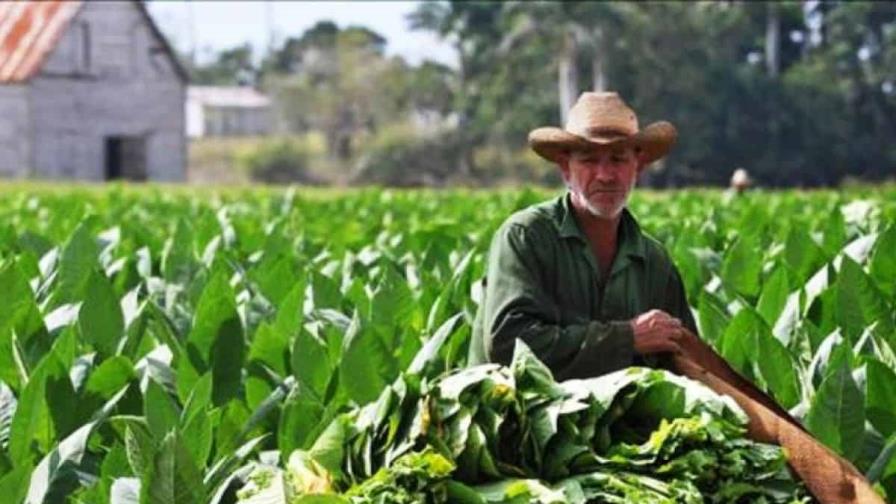 Cuba reduce un 10 % la siembra de tabaco en esta campaña por falta de insumos Cuba reduce un 10 % la siembra de tabaco en esta campaña por falta de insumos