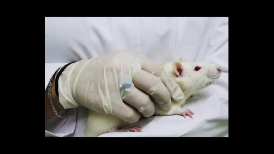 Ómicron provoca una enfermedad menos grave que Delta en estudio con ratones Ómicron provoca una enfermedad menos grave que Delta en estudio con ratones