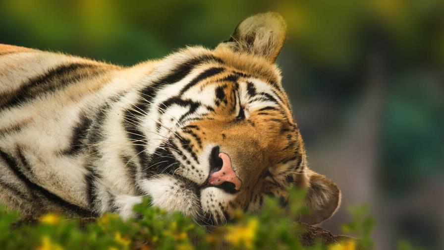 Policía abate a tigre que atacó a hombre en zoo de Florida Policía abate a tigre que atacó a hombre en zoo de Florida