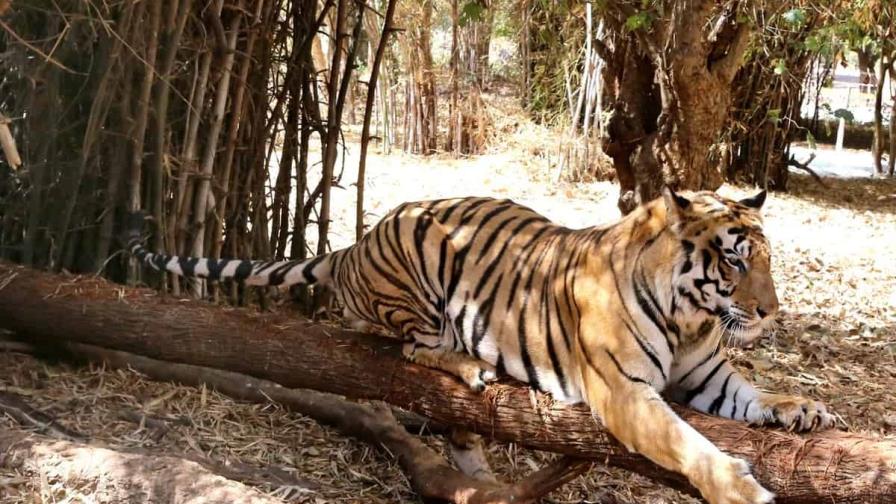 Encuentran 10 tigres desaparecidos en un parque nacional en el noroeste de la India