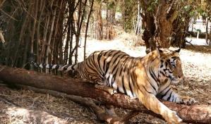 La India registra 126 muertes de tigres en 2021, la mayor cifra en una década