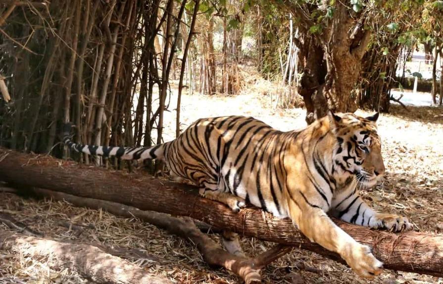 La India registra 126 muertes de tigres en 2021, la mayor cifra en una década