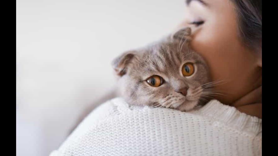 Diez claves felinas para vivir bien en 2022 Diez claves felinas para vivir bien en 2022