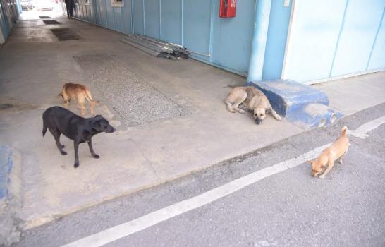 Unidad canina cuida sede de la Policía Nacional en Santiago