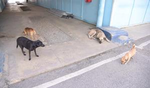 Incidencia de rabia en RD endurece requisitos para la entrada de perros hacia EE. UU.