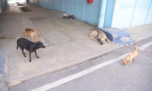 Incidencia de rabia en RD endurece requisitos para la entrada de perros hacia EE. UU.