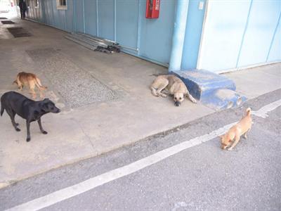 La rabia en República Dominicana pone en alerta a EE. UU.