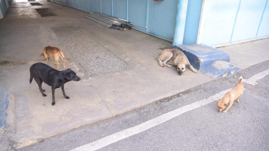 Incidencia de rabia en RD endurece requisitos para la entrada de perros hacia EE. UU. Incidencia de rabia en RD endurece requisitos para la entrada de perros hacia EE. UU.