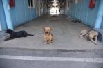 Unidad canina cuida sede de la Policía Nacional en Santiago Unidad canina cuida sede de la Policía Nacional en Santiago