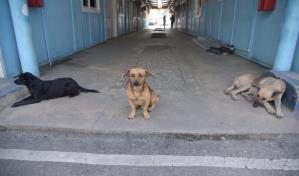 Unidad canina cuida sede de la Polic&iacute;a Nacional en Santiago