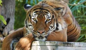 Trabajador atacado por tigre en zoológico de Florida puede enfrentar cargos
