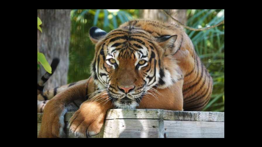 Trabajador atacado por tigre en zoológico de Florida puede enfrentar cargos Trabajador atacado por tigre en zoológico de Florida puede enfrentar cargos