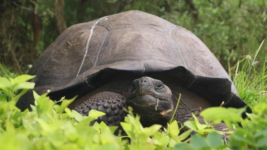 Descubren cuatro nuevos virus en las tortugas gigantes de Galápagos