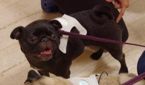 Este collar inteligente te dice si tu perro está feliz, triste o estresado