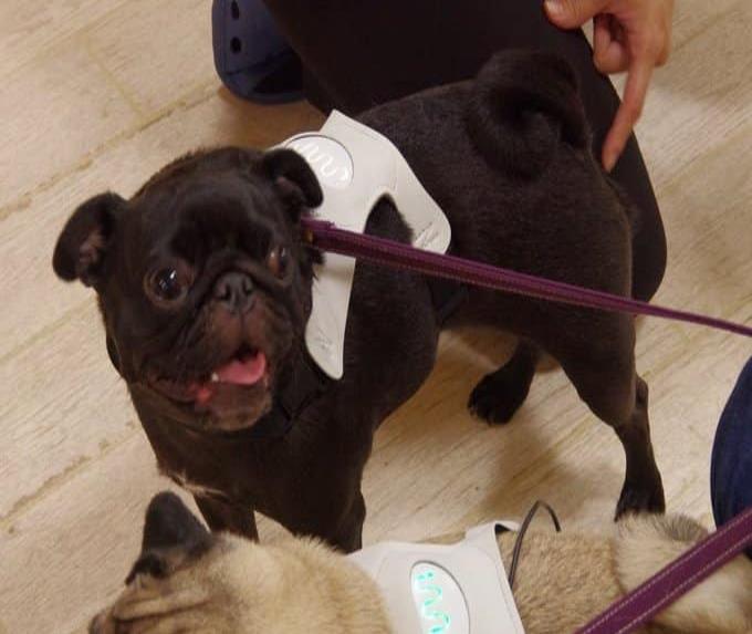 Este collar inteligente te dice si tu perro está feliz, triste o estresado