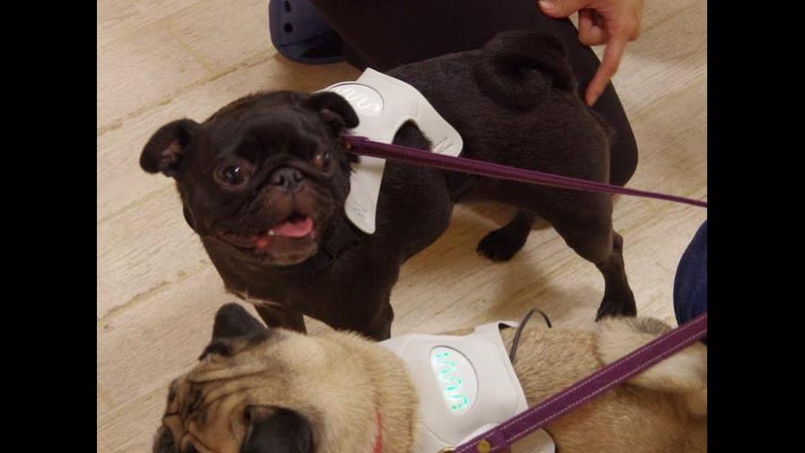 Este collar inteligente te dice si tu perro está feliz, triste o estresado