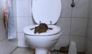 Se hace viral el video de una rata que aparece en un inodoro de Nueva York