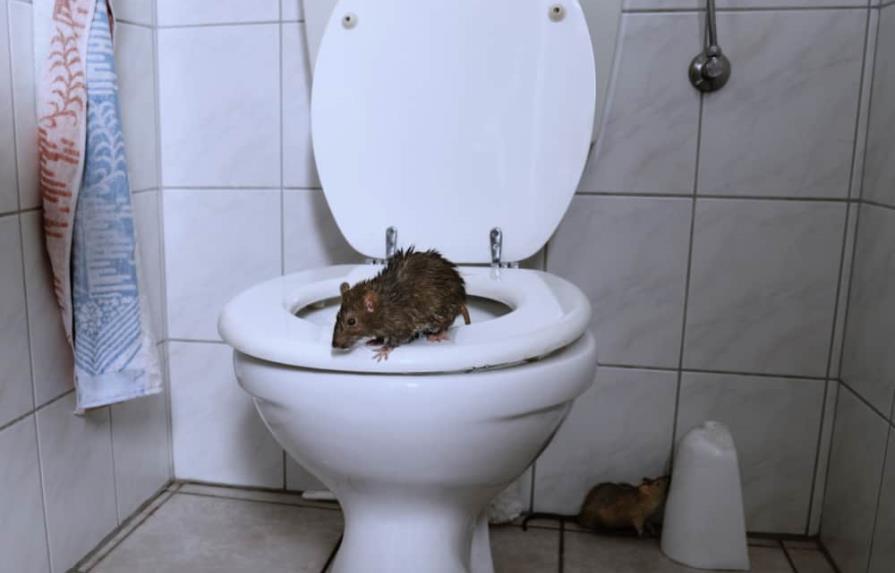 Se hace viral el video de una rata que aparece en un inodoro de Nueva York