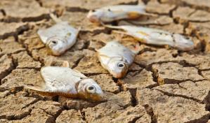 En Estados Unidos llueven peces