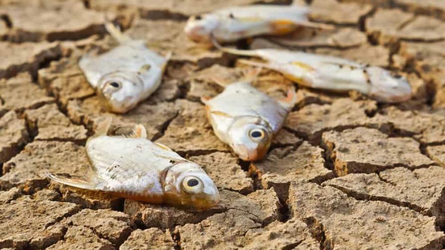 En Estados Unidos llueven peces En Estados Unidos llueven peces