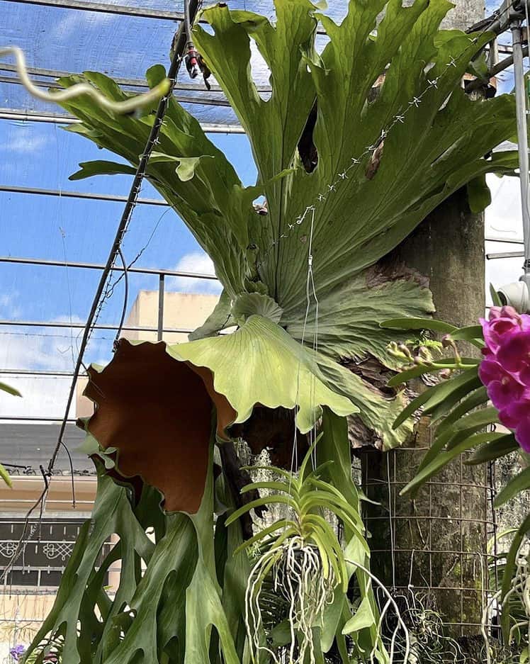 Martha Stewart visita centro de orquídeas Orquidomus en RD - Diario Libre