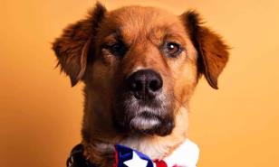 ¿Por qué el Primer perro de Chile es más famoso que la caída de un meteorito?