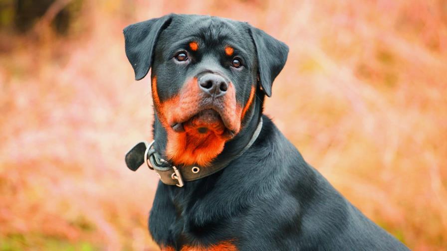 Unos dedos suplementarios Unos dedos suplementarios