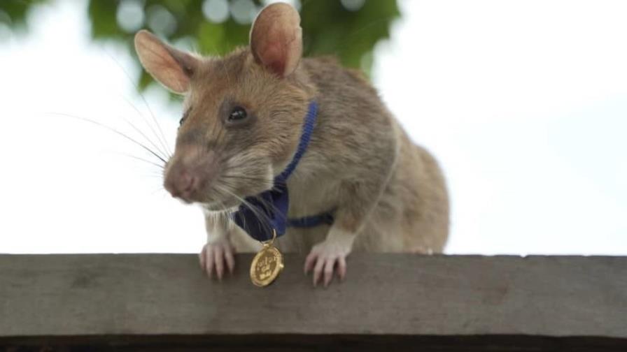Muere rata detectora de minas, héroe nacional en Camboya