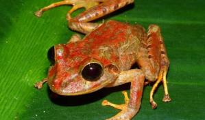 Descubren una nueva especie de rana en Panamá y la bautizan Greta Thunberg Descubren una nueva especie de rana en Panamá y la bautizan Greta Thunberg