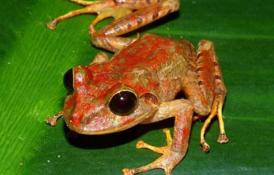 Descubren una nueva especie de rana en Panamá y la bautizan Greta Thunberg