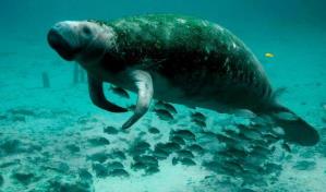 Muertes de manatíes en Florida casi duplican en 2021 las de 2020